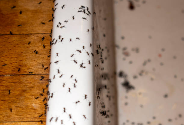 Best Spider Control Near Me  in Thomasville, NC