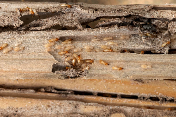 Trusted Thomasville, NC Pest Control Experts